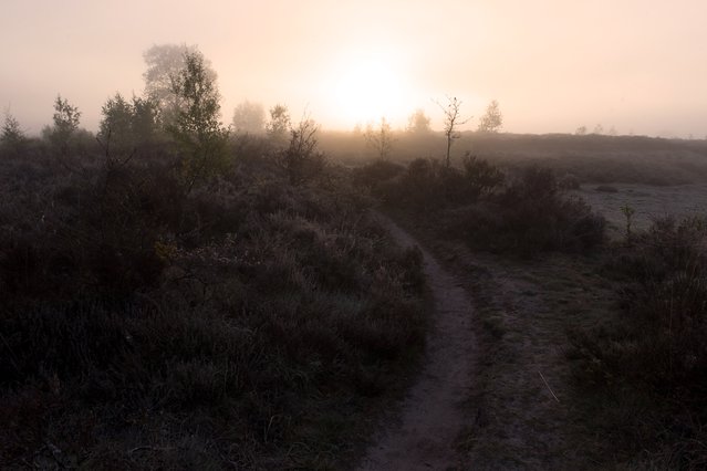 Het Mantingerveld is een voorbeeld van natuurontwikkeling door Ronald Wilfred Jansen (bron: Shutterstock)