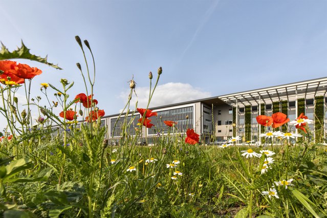 (Schiphol Trade Park) Tijdelijke-natuur-en-groene-gevel_Schiphol-Trade-Park door SADC (bron: SADC)