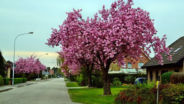 straat woonwijk