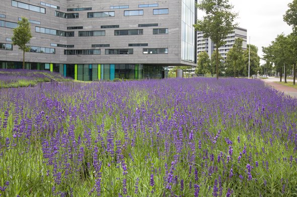Kantoortuin met een ruime aanplant van lavendel op een bedrijventerrein in de wijk Holtenbroek in Zwolle.-min.jpg door Sjon (bron: Provincie Zuid-Holland en Stichting Steenbreek.)