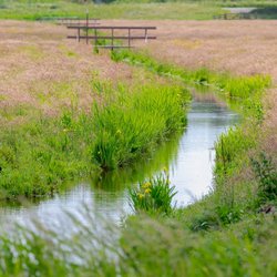 Typische Nederlandse polder door Wut_Moppie (bron: shutterstock)