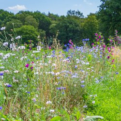 Natuurinclusief, bloemenweide door INTREEGUE Photography (bron: Shutterstock)