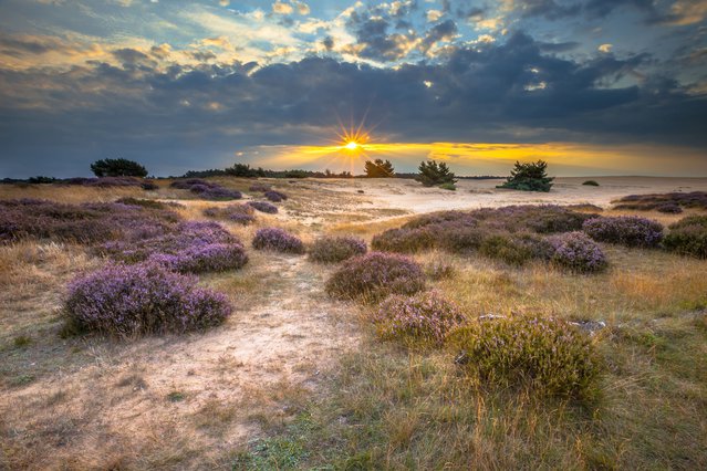 Hoge Veluwe (Natura 2000) door Rudmer Zwerver (bron: shutterstock.com)