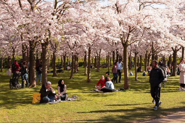 Amstelveen, Nederland, 27 maart 2022; Mensen genieten in het voorjaar van het bloesempark tussen de bloeiende kersenbomen. door Jan van der Wolf (bron: Shutterstock)