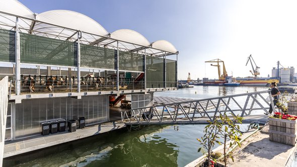 Koeien op de Floating Farm in Rotterdam door Guido Pijper (bron: rotterdammakeithappen.nl)