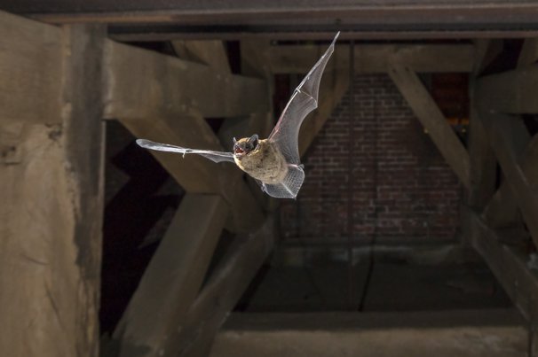 Pipistrelle vleermuis door Rudmer Zwerver (bron: Shutterstock)