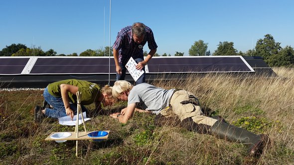 Bodemdierendagen 2018 door Froukje Rienks (bron: BioDiversity)