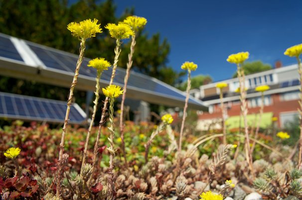 Sedum dak met zonnepanelen door Rene Notenbomer (bron: Shutterstock)