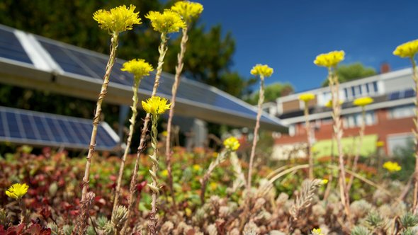Sedum dak met zonnepanelen door Rene Notenbomer (bron: Shutterstock)
