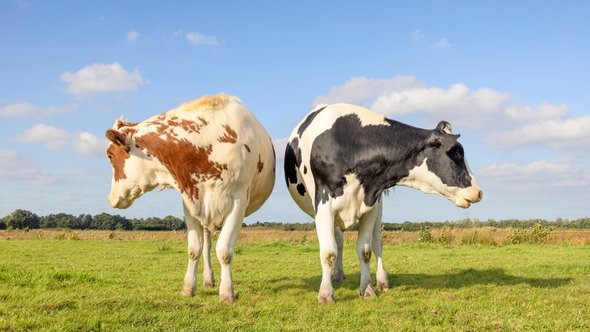 Bruine en Zwart-Witte Koe in de Weide door Clara Bastian (bron: shutterstock)