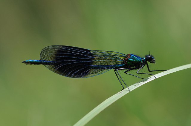 Weidebeekjuffer door Böhringer (bron: Wikimedia Commons)