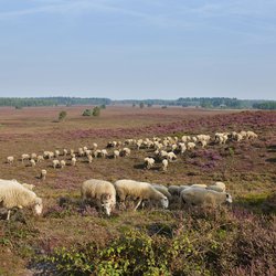 Noord-Veluwe schapen door R. de Bruijn_Photography (bron: Shutterstock)