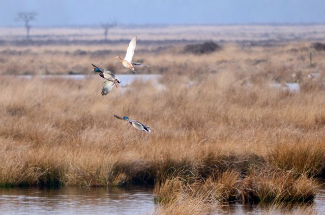 Eenden in het park, op zoek naar een paringspartner, Nationaal Park Dwingelderveld door Robintuik (bron: Wikimedia Commons)