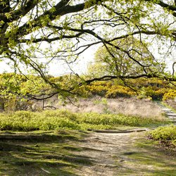 veluwe natuur