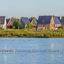 Greylag geese, Anser anser, swim along the reed covered shores of a modern residential area in Oegstgeest, the Netherlands door Wirestock Creators (bron: Shutterstock)