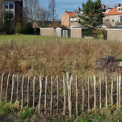 Tiny forest - Den Helder door Lars van der Heide (bron: Creative commons)