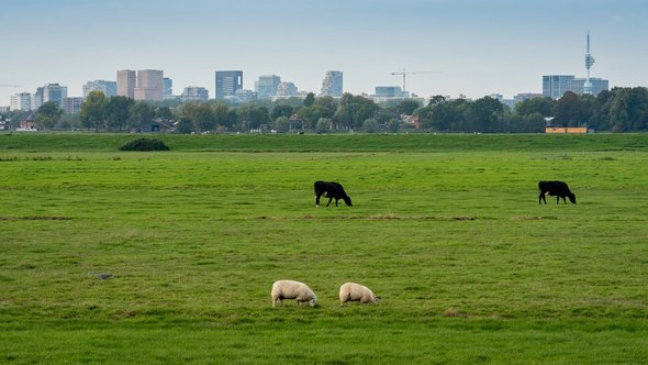 Weiland in de buurt van Amsterdam door Milos Ruzicka (bron: Shutterstock)