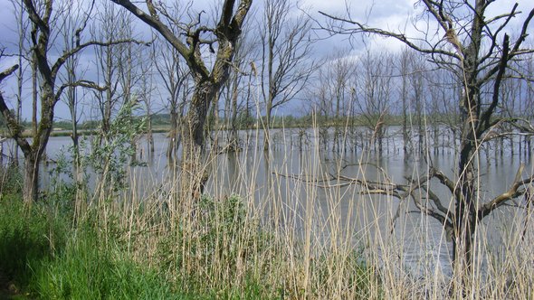 Biesbos onder water door Ruimte voor de Rivier door Natuur12 (bron: Wikimedia)