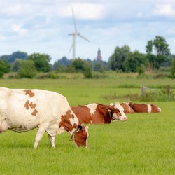 Koeien in weiland door Wut_Moppie (bron: shutterstock.com)