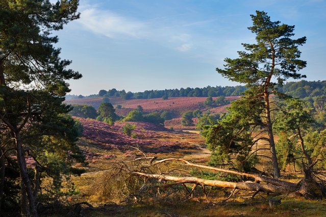 National Park 'Veluwezoom' or 'Posbank' in August when the heather is in bloom, province of Gelderland, the Netherlands door R. de Bruijn_Photography (bron: shutterstock)