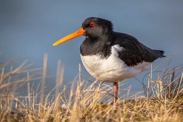 Een scholekster door Rudmer Zwerver (bron: Shutterstock)