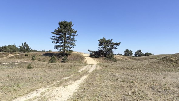 veluwe klimaatadaptie "Nationaal Park de Hoge Veluwe" (CC BY-SA 2.0) by Eric de Redelijkheid door Erik de Redelijkheid (bron: Flickr)