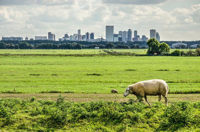 Weiland in de buurt van Rotterdam door Frans Blok (bron: Shutterstock)