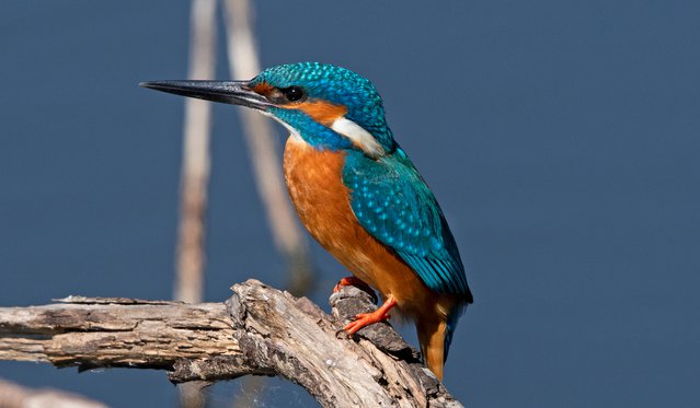 De IJsvogel komt ook voor in de Weerribben. door Klaas Vledder (bron: Shutterstock)