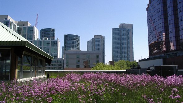 MEC's green roof among others