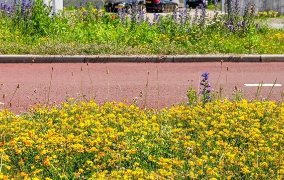 Kleurrijke bloemen in het M4H district in Rotterdam door Frans Blok (bron: Shutterstock)