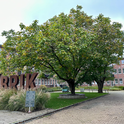 Binnenhof met boom door Kees de Graaf (bron: Gebiedsontwikkeling.nu)