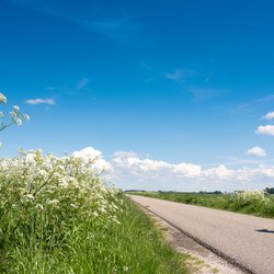 man op fiets passeert witte zomerbloemen op landweg nabij weiden, in Nederland door Anton Havelaar (bron: Shutterstock)