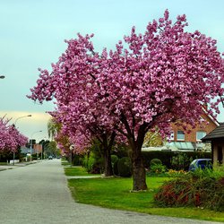 straat woonwijk