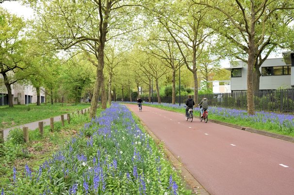 Fietsers richting Philips de Jong-park in Eindhoven door Svetlana K Tarakanova (bron: shutterstock)