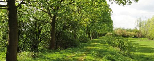 Oeverwal Gendtse Waard: Hoog en droog naast de rivier - Afbeelding 1