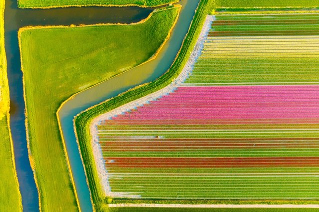 Tulpenveld door biletskiyevgeniy.com (bron: shutterstock)