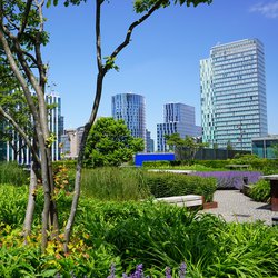 Daktuin in Amsterdam-Zuid door Nanda Sluijsmans (bron: Flickr)