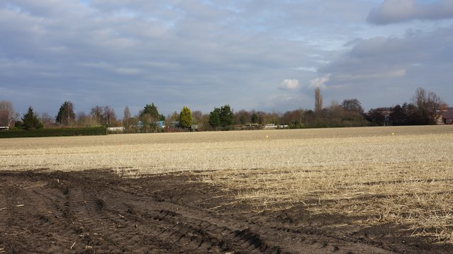 bollenteelt veld