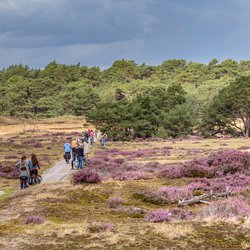 De Veluwe, Ede door INTREEGUE Photography (bron: Shutterstock)