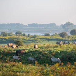 Ooijpolder, Nijmegen door Anton Havelaar (bron: shutterstock)