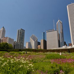 green roof lurie garden