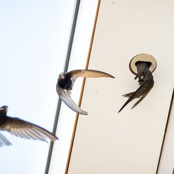 Gierzwaluwen, in dakgootbekisting van Unitura door Gids Natuurinclusief ontwikkelen (bron: Synchroon, Nest Natuurinclusief en Vogelbescherming Nederland)