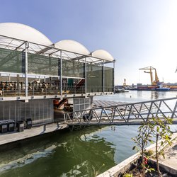 Koeien op de Floating Farm in Rotterdam door Guido Pijper (bron: rotterdammakeithappen.nl)