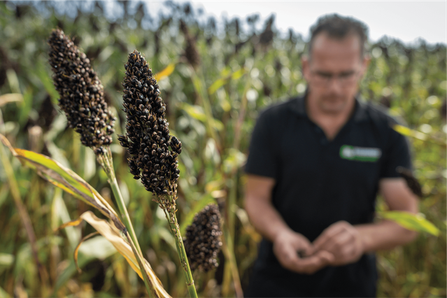 Piet in het veld met sorghum door Marc Bolsius (bron: Vitale Peel)