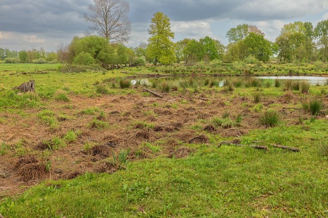 Natuurgebied, Demerbroeken door Guido Vermeulen-Perdaen (bron: shutterstock)