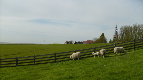 Sheep on outer dyke of Hindeloopen" (CC BY 2.0) by tacowitte door tacowitte (bron: Flickr)