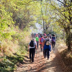 Wandelende mensen in het bos door Mita Stock Images (bron: Shutterstock)