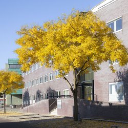 Honingbomen (Sophora Japonica) als laanbomen in herfsttooi. In een bedrijventerrein in de wijk Hoornwerk in Deventer..jpg door Sjon (bron: Provincie Zuid-Holland en Stichting Steenbreek.)