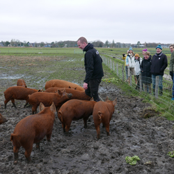 Bij Herenboeren Duinstreek lopen de varkens buiten op het land door Jaco Boer (bron: Gebiedsontwikkeling.nu)