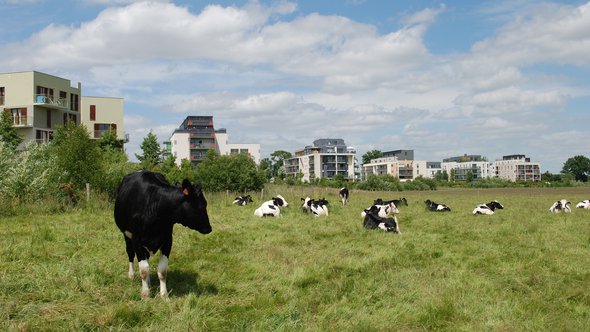 Veeteelt koeien platteland veld stad gebouwen - Pixabay, 2020 door FranckSeuret (bron: Pixabay)